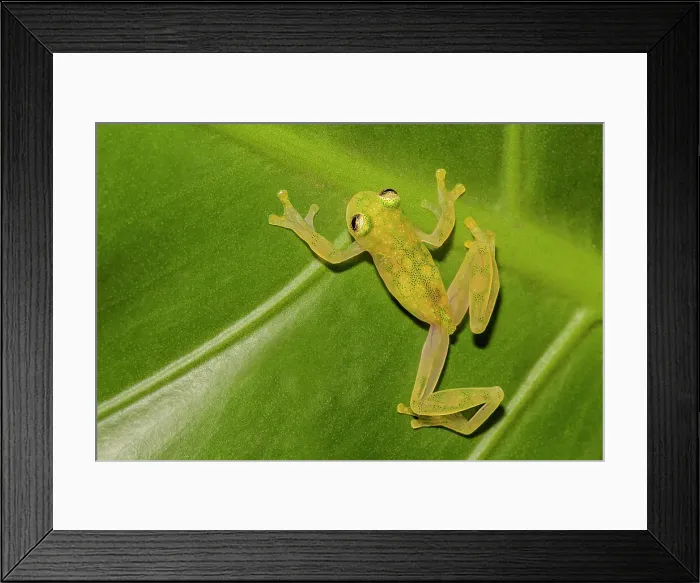 Framed Print : La Palma Glass Frog (Hyalinobatrachium valerioi) is a tree frog endemic to Costa Rica - captive bred