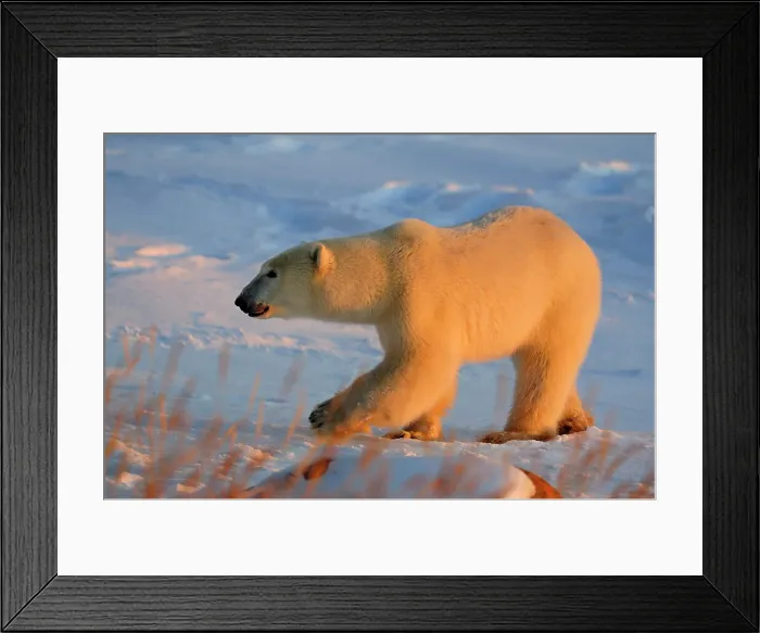 Framed Print : Polar bear (Ursus maritimus), Seal River Heritage Lodge, Churchill, Manitoba, Canada Framed Print : Polar bear (Ursus maritimus), Seal River Heritage Lodge, Churchill, Manitoba, Canada