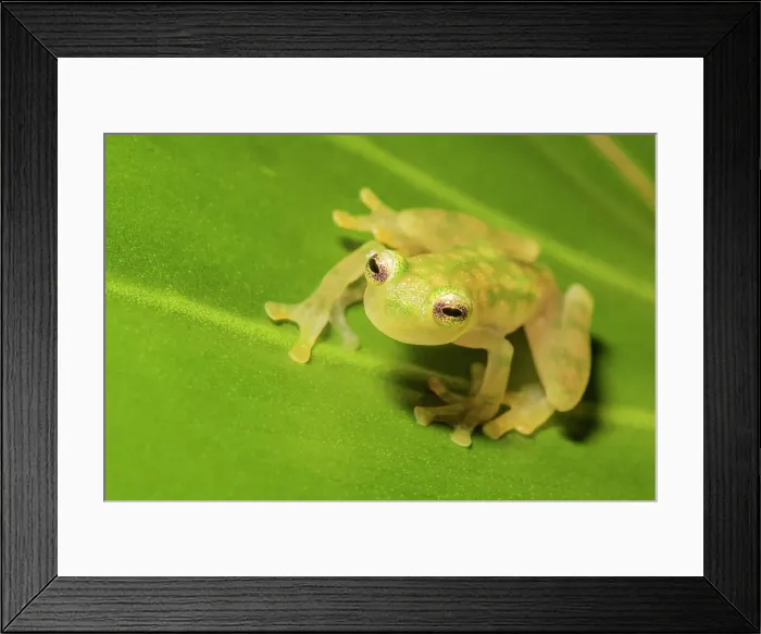 Framed Print : La Palma Glass Frog (Hyalinobatrachium valerioi) is a tree frog endemic to Costa Rica - captive bred Framed Print : La Palma Glass Frog (Hyalinobatrachium valerioi) is a tree frog endemic to Costa Rica - captive bred