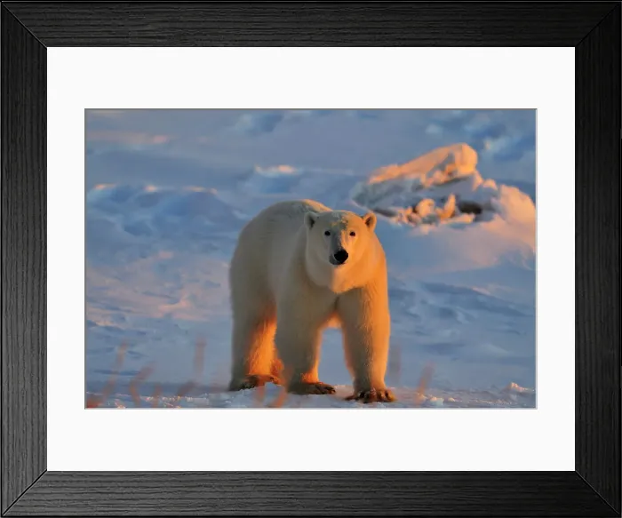 Framed Print : Polar bear (Ursus maritimus), Seal River Heritage Lodge, Churchill, Manitoba, Canada Framed Print : Polar bear (Ursus maritimus), Seal River Heritage Lodge, Churchill, Manitoba, Canada