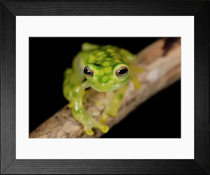 Framed Print : La Palma Glass Frog (Hyalinobatrachium valerioi) is a tree frog endemic to Costa Rica - captive bred