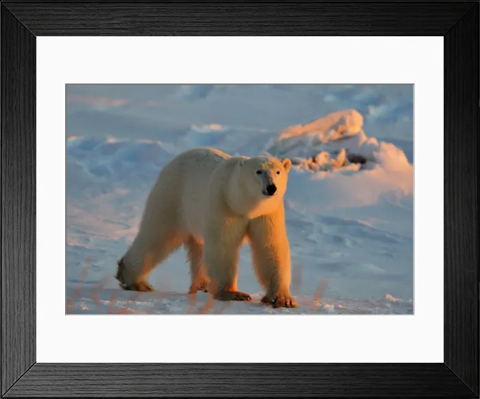 Framed Print : Polar bear (Ursus maritimus), Seal River Heritage Lodge, Churchill, Manitoba, Canada Framed Print : Polar bear (Ursus maritimus), Seal River Heritage Lodge, Churchill, Manitoba, Canada