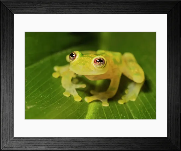 Framed Print : La Palma Glass Frog (Hyalinobatrachium valerioi) is a tree frog endemic to Costa Rica - captive bred Framed Print : La Palma Glass Frog (Hyalinobatrachium valerioi) is a tree frog endemic to Costa Rica - captive bred