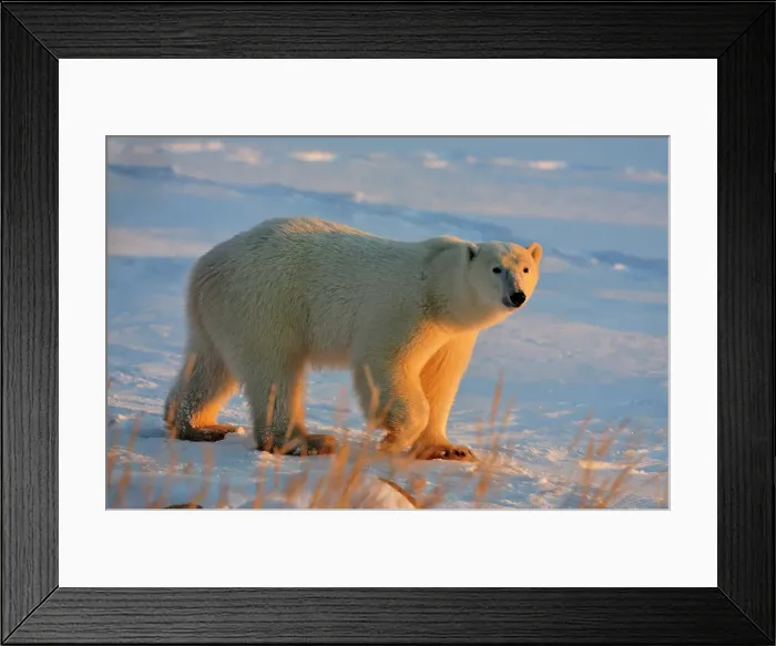 Framed Print : Polar bear (Ursus maritimus), Seal River Heritage Lodge, Churchill, Manitoba, Canada Framed Print : Polar bear (Ursus maritimus), Seal River Heritage Lodge, Churchill, Manitoba, Canada