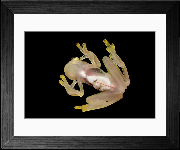 Framed Print : La Palma Glass Frog (Hyalinobatrachium valerioi) is a tree frog endemic to Costa Rica - captive bred