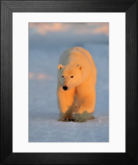 Framed Print : Polar bear (Ursus maritimus), Seal River Heritage Lodge, Churchill, Manitoba, Canada