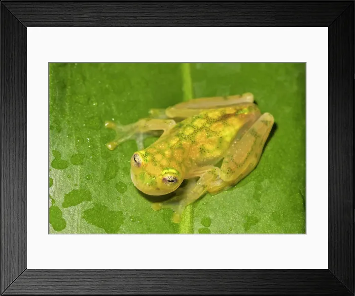 Framed Print : La Palma Glass Frog (Hyalinobatrachium valerioi) is a tree frog endemic to Costa Rica - captive bred Framed Print : La Palma Glass Frog (Hyalinobatrachium valerioi) is a tree frog endemic to Costa Rica - captive bred