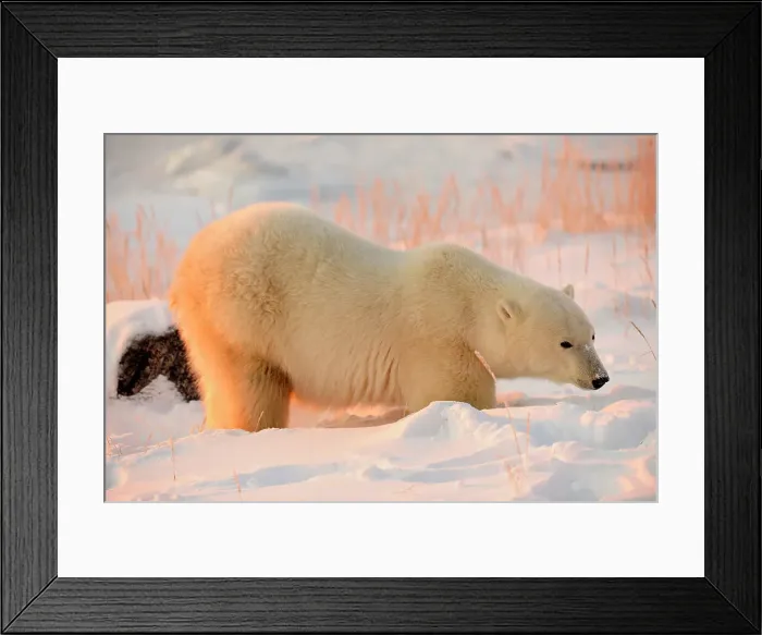 Framed Print : Polar bear (Ursus maritimus), Seal River Heritage Lodge, Churchill, Manitoba, Canada Framed Print : Polar bear (Ursus maritimus), Seal River Heritage Lodge, Churchill, Manitoba, Canada
