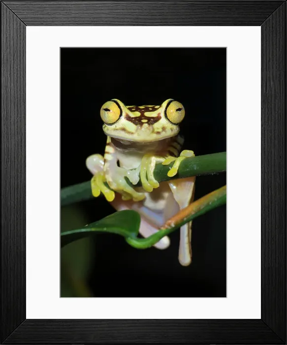 Framed Print : Imbabura tree frog (Boana picturata) is a tree frog endemic to the Pacific lowlands of western Colombia and northwestern Ecuador - captive bred Framed Print : Imbabura tree frog (Boana picturata) is a tree frog endemic to the Pacific lowlands of western Colombia and northwestern Ecuador - captive bred