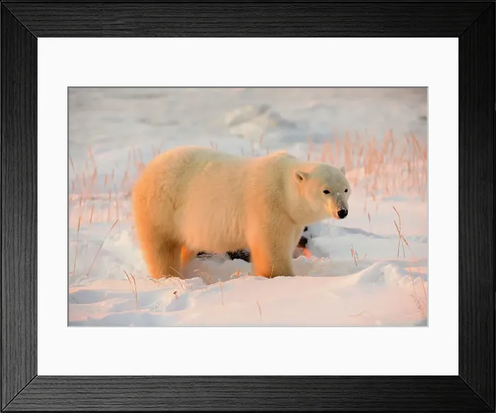 Framed Print : Polar bear (Ursus maritimus), Seal River Heritage Lodge, Churchill, Manitoba, Canada Framed Print : Polar bear (Ursus maritimus), Seal River Heritage Lodge, Churchill, Manitoba, Canada