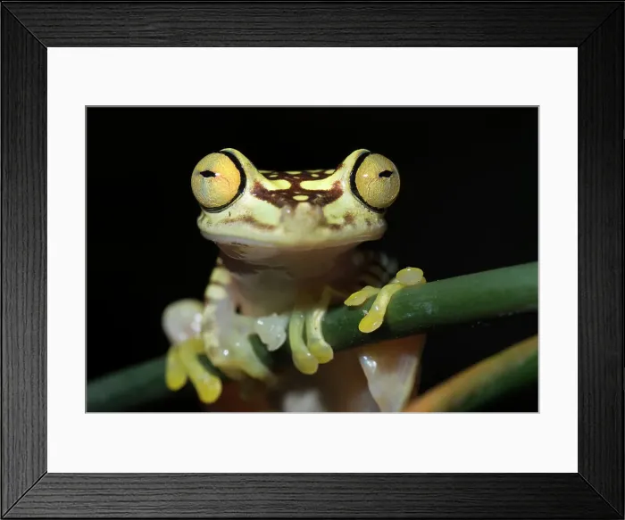 Framed Print : Imbabura tree frog (Boana picturata) is a tree frog endemic to the Pacific lowlands of western Colombia and northwestern Ecuador - captive bred Framed Print : Imbabura tree frog (Boana picturata) is a tree frog endemic to the Pacific lowlands of western Colombia and northwestern Ecuador - captive bred