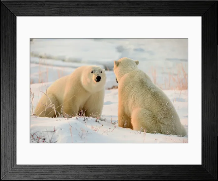 Framed Print : Polar bear (Ursus maritimus) Affectionate pair, Seal River Heritage Lodge, Churchill, Manitoba, Canada Framed Print : Polar bear (Ursus maritimus) Affectionate pair, Seal River Heritage Lodge, Churchill, Manitoba, Canada