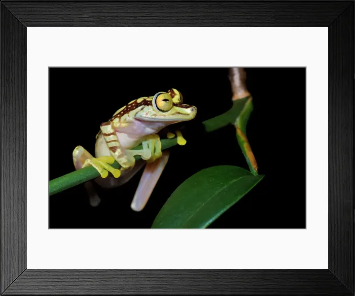 Framed Print : Imbabura tree frog (Boana picturata) is a tree frog endemic to the Pacific lowlands of western Colombia and northwestern Ecuador - captive bred Framed Print : Imbabura tree frog (Boana picturata) is a tree frog endemic to the Pacific lowlands of western Colombia and northwestern Ecuador - captive bred