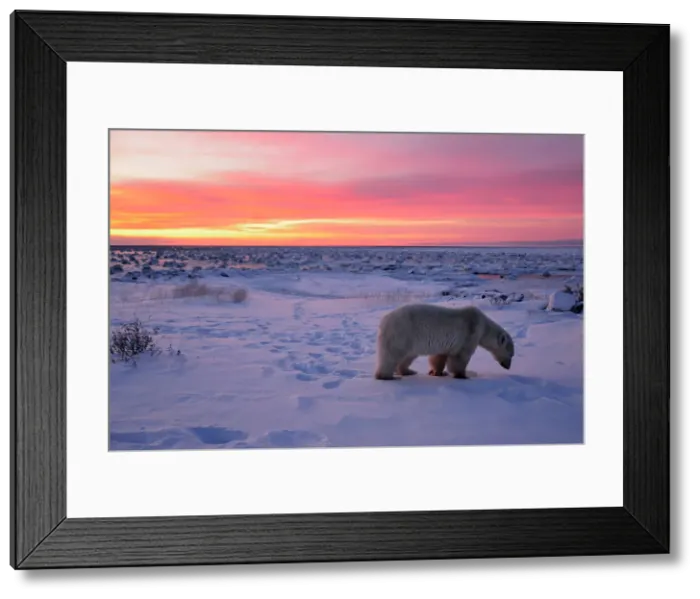 Framed Print : Polar bear (Ursus maritimus), Seal River Heritage Lodge, Churchill, Manitoba, Canada Framed Print : Polar bear (Ursus maritimus), Seal River Heritage Lodge, Churchill, Manitoba, Canada