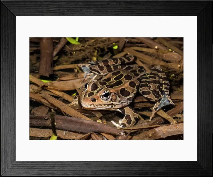 Framed Print : Northern Leopard Frog (Lithobates pipiens), formely Rana pipiens, Thornton, Ontario, Canada Framed Print : Northern Leopard Frog (Lithobates pipiens), formely Rana pipiens, Thornton, Ontario, Canada