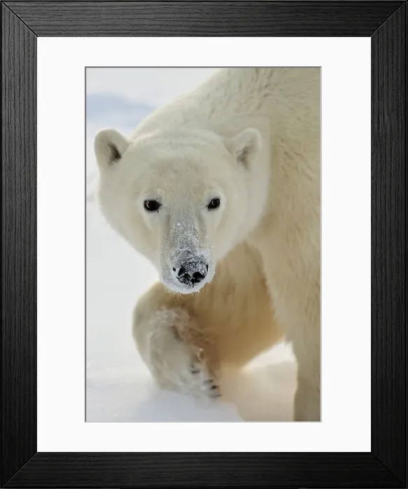 Framed Print : Polar bear (Ursus maritimus) foraging in the snow, possibly for berries in early winter, Seal River Heritage Lodge, Churchill, Manitoba, Canada