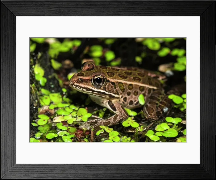 Framed Print : Northern Leopard Frog (Lithobates pipiens), formely Rana pipiens, Thornton, Ontario, Canada Framed Print : Northern Leopard Frog (Lithobates pipiens), formely Rana pipiens, Thornton, Ontario, Canada