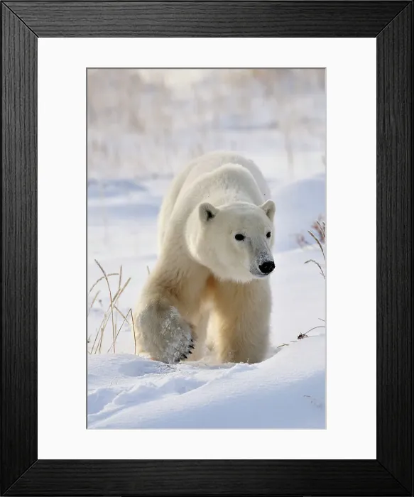 Framed Print : Polar bear (Ursus maritimus) foraging for grass and berries under the snow, Seal River Heritage Lodge, Churchill, Manitoba, Canada Framed Print : Polar bear (Ursus maritimus) foraging for grass and berries under the snow, Seal River Heritage Lodge, Churchill, Manitoba, Canada