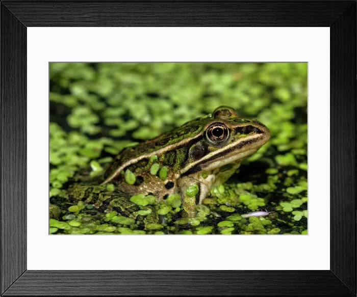 Framed Print : Northern Leopard Frog (Lithobates pipiens), formely Rana pipiens, Thornton, Ontario, Canada Framed Print : Northern Leopard Frog (Lithobates pipiens), formely Rana pipiens, Thornton, Ontario, Canada