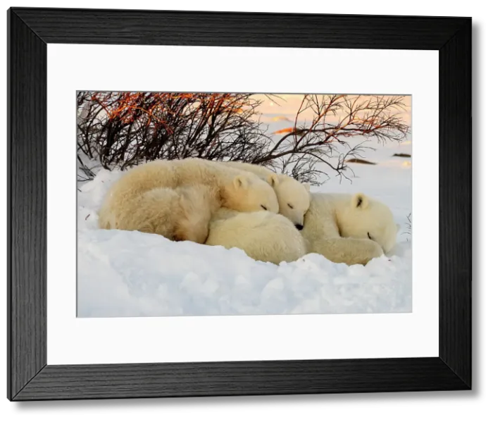 Framed Print : Polar bear (Ursus maritimus) Mother and cubs, Churchill, Manitoba, Canada Framed Print : Polar bear (Ursus maritimus) Mother and cubs, Churchill, Manitoba, Canada