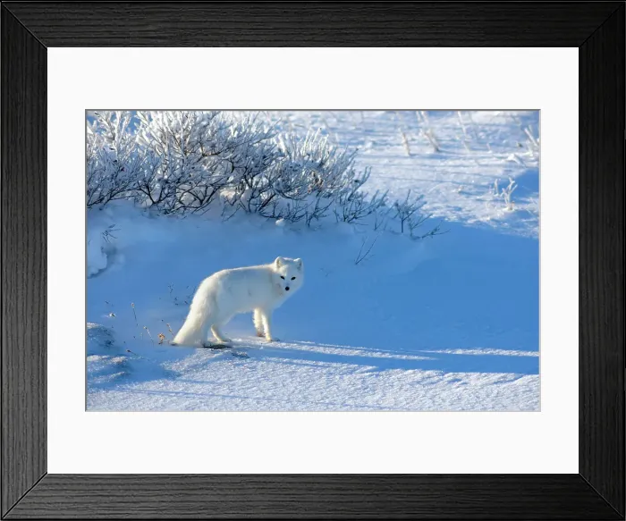 Framed Print : Arctic fox (Alopex lagopus) Hunting, Churchill, Manitoba, Canada Framed Print : Arctic fox (Alopex lagopus) Hunting, Churchill, Manitoba, Canada