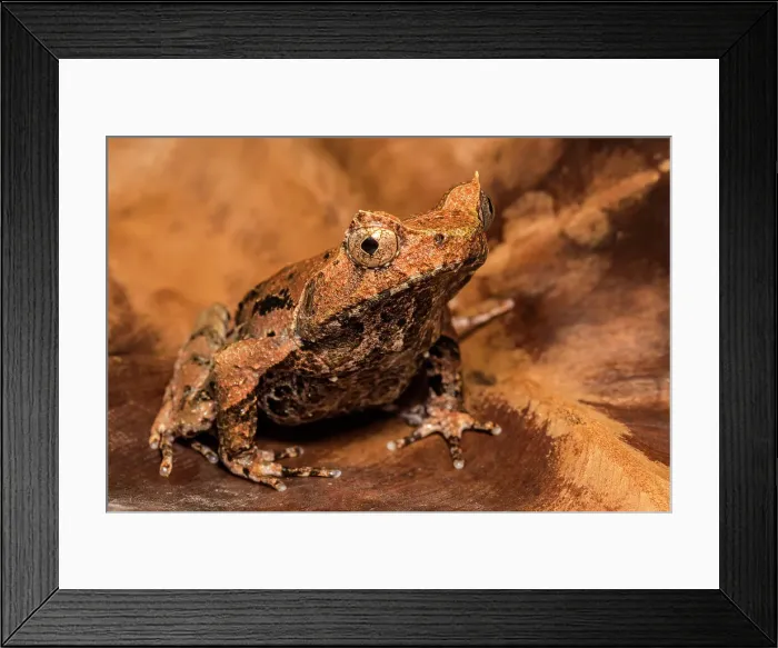 Framed Print : Malaysian Horned Frog (Megaphrys aceras) - captive bred Framed Print : Malaysian Horned Frog (Megaphrys aceras) - captive bred