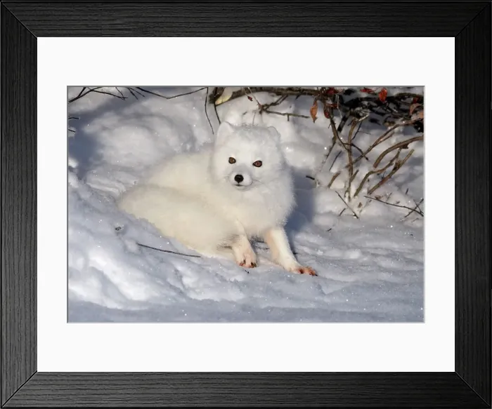 Framed Print : Arctic fox (Alopex lagopus), Churchill, Manitoba, Canada
