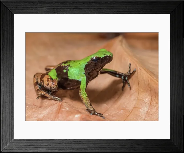 Framed Print : Guibe's Mantella (Mantella nigricans) is a frog species endemic to Madagascar - captive bred Framed Print : Guibe's Mantella (Mantella nigricans) is a frog species endemic to Madagascar - captive bred