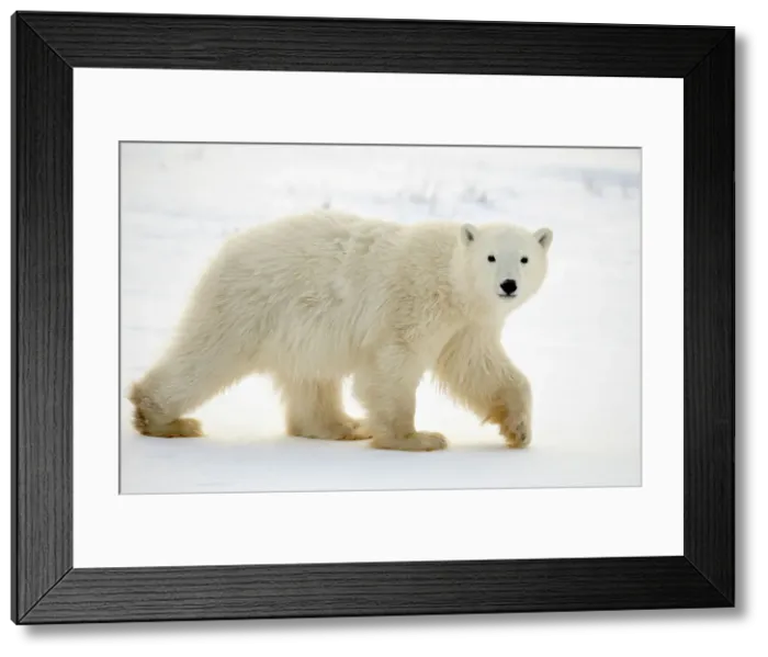 Framed Print : Polar bear (Ursus maritimus) First-year cub, Churchill, Manitoba, Canada Framed Print : Polar bear (Ursus maritimus) First-year cub, Churchill, Manitoba, Canada