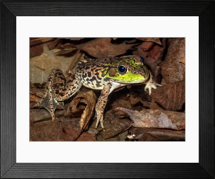Framed Print : Mink Frog (Lithobates septentrionalis), Muskoka, Ontario, Canada Framed Print : Mink Frog (Lithobates septentrionalis), Muskoka, Ontario, Canada