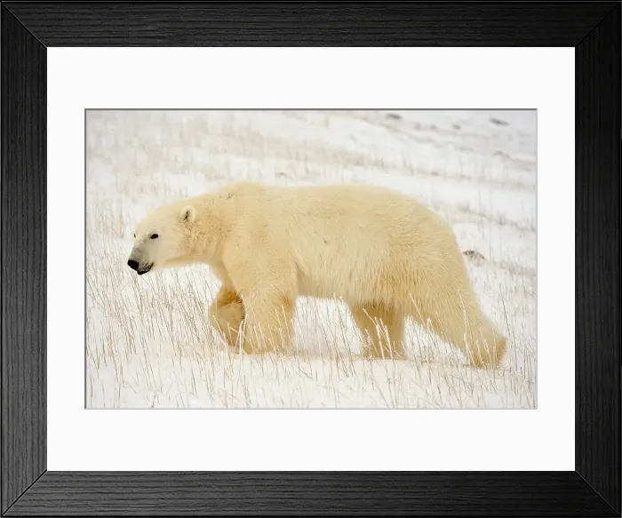 Framed Print : Polar bear (Ursus maritimus) walking along Hudson Bay coastline, Churchill, Manitoba, Canada Framed Print : Polar bear (Ursus maritimus) walking along Hudson Bay coastline, Churchill, Manitoba, Canada