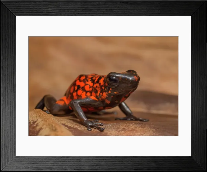 Framed Print : Little-devil Poison Frog (Oophaga sylvatica) - captive bred Framed Print : Little-devil Poison Frog (Oophaga sylvatica) - captive bred