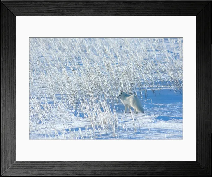 Framed Print : Arctic fox (Alopex lagopus) Hunting, Churchill, Manitoba, Canada