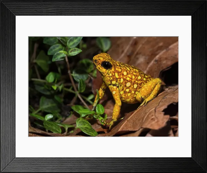 Framed Print : Little-devil Poison Frog (Oophaga sylvatica) rare color phase - captive bred Framed Print : Little-devil Poison Frog (Oophaga sylvatica) rare color phase - captive bred