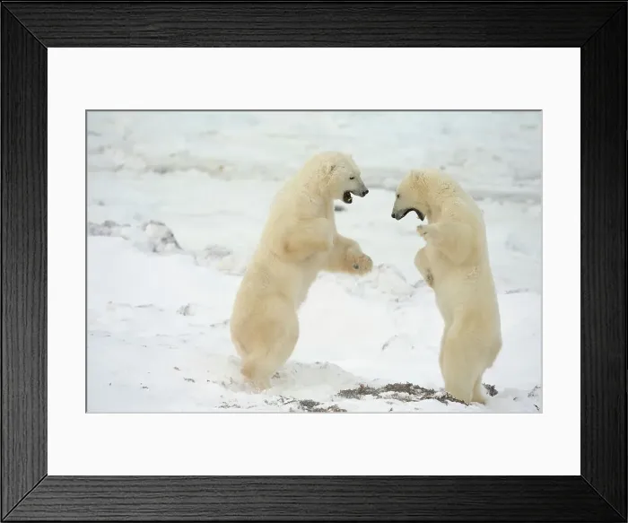 Framed Print : Polar bear (Ursus maritimus) Pair sparring / playfighting, Churchill, Manitoba, Canada Framed Print : Polar bear (Ursus maritimus) Pair sparring / playfighting, Churchill, Manitoba, Canada
