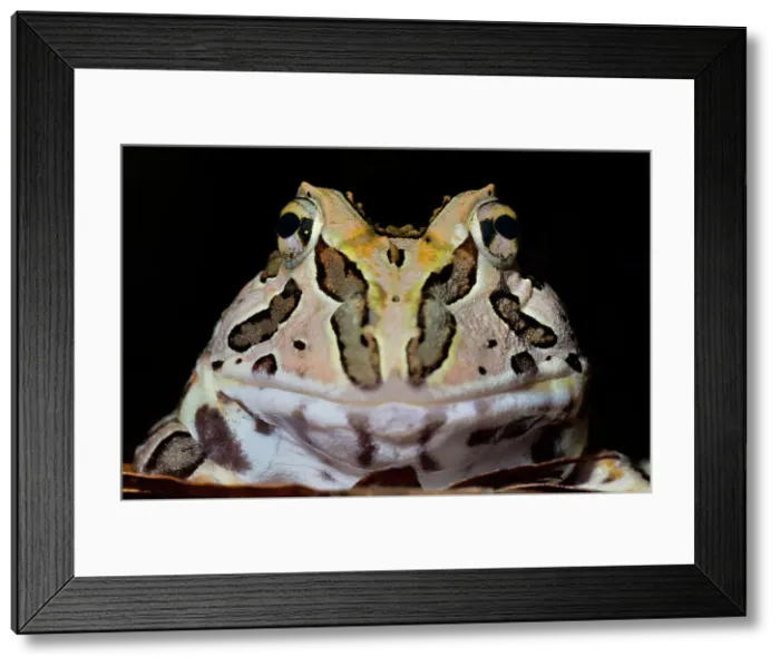 Framed Print : Pacific Big Mouth Frog (Certophrys stolzamanni) - captive bred Framed Print : Pacific Big Mouth Frog (Certophrys stolzamanni) - captive bred