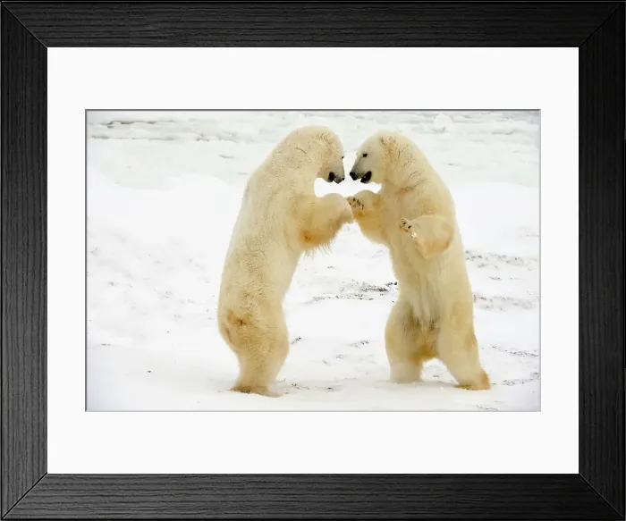 Framed Print : Polar bear (Ursus maritimus) Pair sparring / playfighting, Churchill, Manitoba, Canada Framed Print : Polar bear (Ursus maritimus) Pair sparring / playfighting, Churchill, Manitoba, Canada