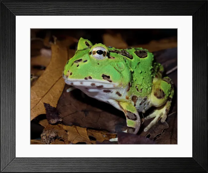 Framed Print : Pacific Big Mouth Frog (Certophrys stolzamanni) - captive bred Framed Print : Pacific Big Mouth Frog (Certophrys stolzamanni) - captive bred