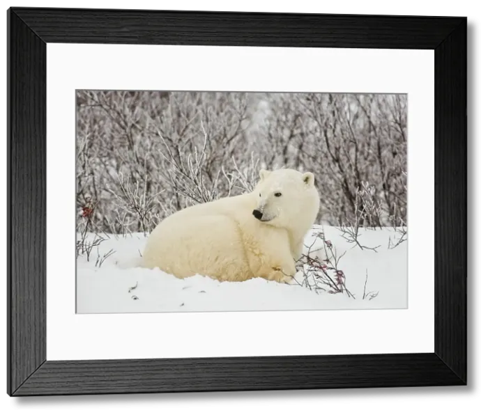Framed Print : Polar bear (Ursus maritimus) Resting in snow along Hudson Bay coastline, Churchill, Manitoba, Canada Framed Print : Polar bear (Ursus maritimus) Resting in snow along Hudson Bay coastline, Churchill, Manitoba, Canada
