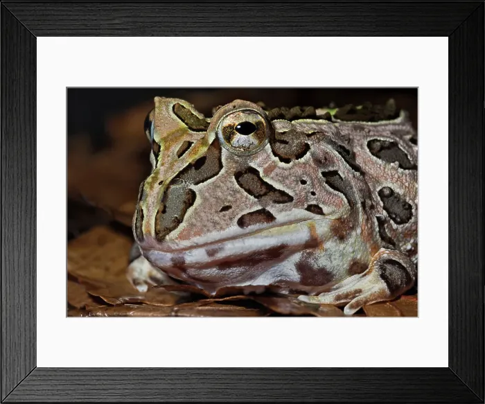 Framed Print : Pacific Big Mouth Frog (Certophrys stolzamanni) - captive bred Framed Print : Pacific Big Mouth Frog (Certophrys stolzamanni) - captive bred