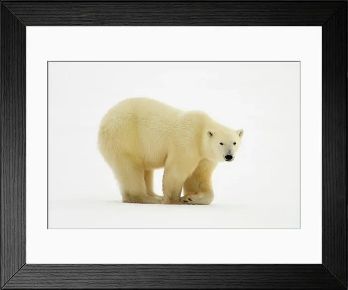 Framed Print : Polar bear (Ursus maritimus) walking along Hudson Bay coastline, Churchill, Manitoba, Canada