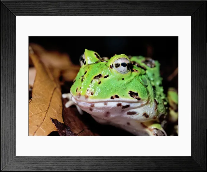 Framed Print : Pacific Big Mouth Frog (Certophrys stolzamanni) - captive bred Framed Print : Pacific Big Mouth Frog (Certophrys stolzamanni) - captive bred