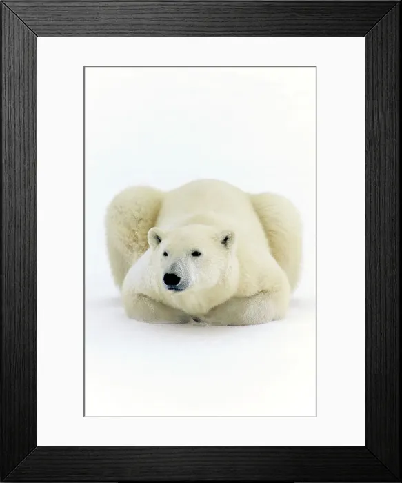 Framed Print : Polar bear (Ursus maritimus) Lying down along Hudson Bay coastline, Churchill, Manitoba, Canada Framed Print : Polar bear (Ursus maritimus) Lying down along Hudson Bay coastline, Churchill, Manitoba, Canada