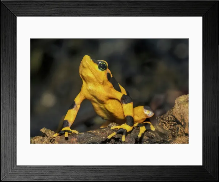 Framed Print : Panamanian Golden Frog (Atelopus zeteki) - captive bred