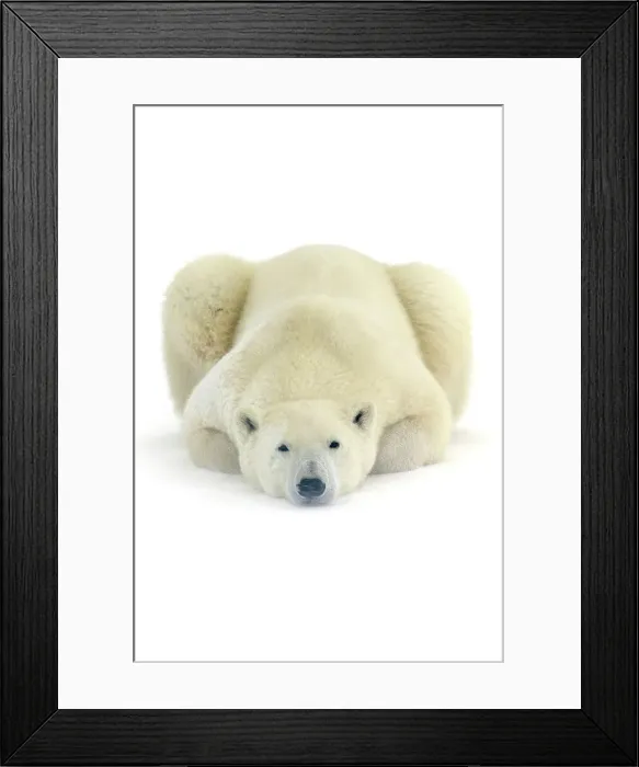 Framed Print : Polar bear (Ursus maritimus) Resting in snow along Hudson Bay coastline, Churchill, Manitoba, Canada Framed Print : Polar bear (Ursus maritimus) Resting in snow along Hudson Bay coastline, Churchill, Manitoba, Canada