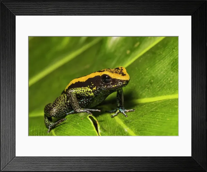 Framed Print : Kokoe Poison Frog (Phyllobates aurotaenia) - captive bred