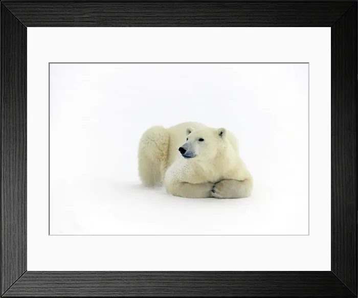 Framed Print : Polar bear (Ursus maritimus) Lying down along Hudson Bay coastline, Churchill, Manitoba, Canada Framed Print : Polar bear (Ursus maritimus) Lying down along Hudson Bay coastline, Churchill, Manitoba, Canada