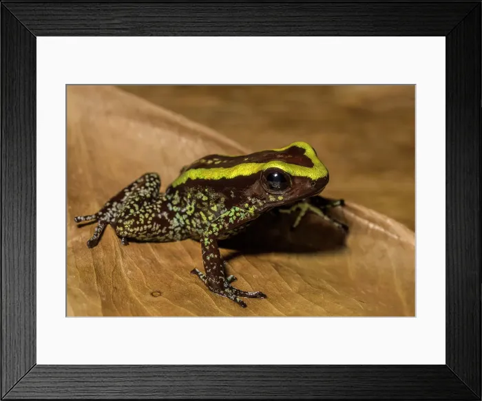 Framed Print : Kokoe Poison Frog (Phyllobates aurotaenia) - captive bred Framed Print : Kokoe Poison Frog (Phyllobates aurotaenia) - captive bred