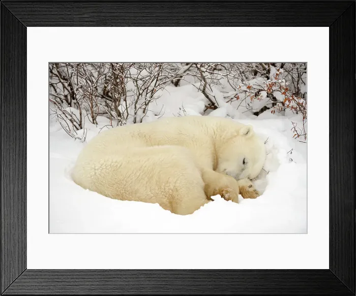 Framed Print : Polar bear (Ursus maritimus) Resting in snow along Hudson Bay coastline, Churchill, Manitoba, Canada Framed Print : Polar bear (Ursus maritimus) Resting in snow along Hudson Bay coastline, Churchill, Manitoba, Canada