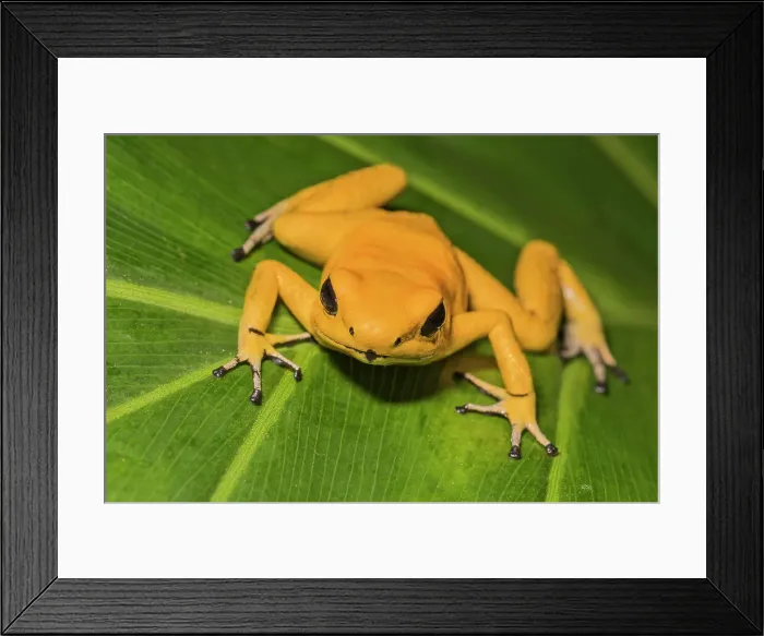 Framed Print : Golden Poison Frog (Phyllobates terribilis) - captive bred Framed Print : Golden Poison Frog (Phyllobates terribilis) - captive bred